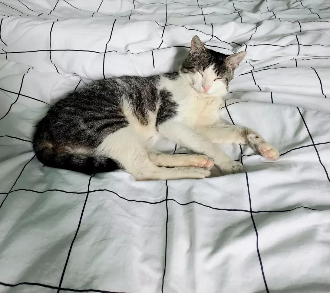 Kim (Кім), male 5yo Mixed Breed for adoption at Happy Paw Lviv