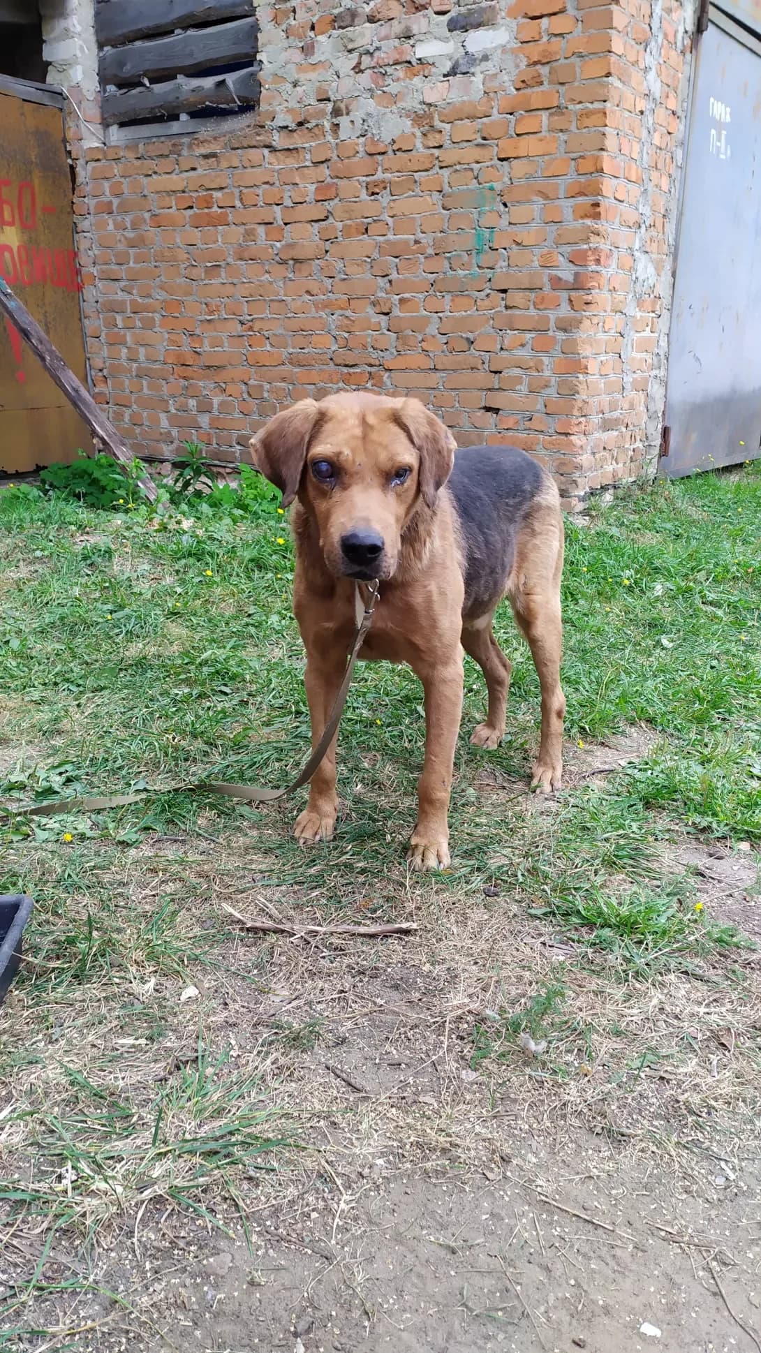Biba (Біба), male senior Mixed Breed for adoption at Happy Paw Sumy Oblast