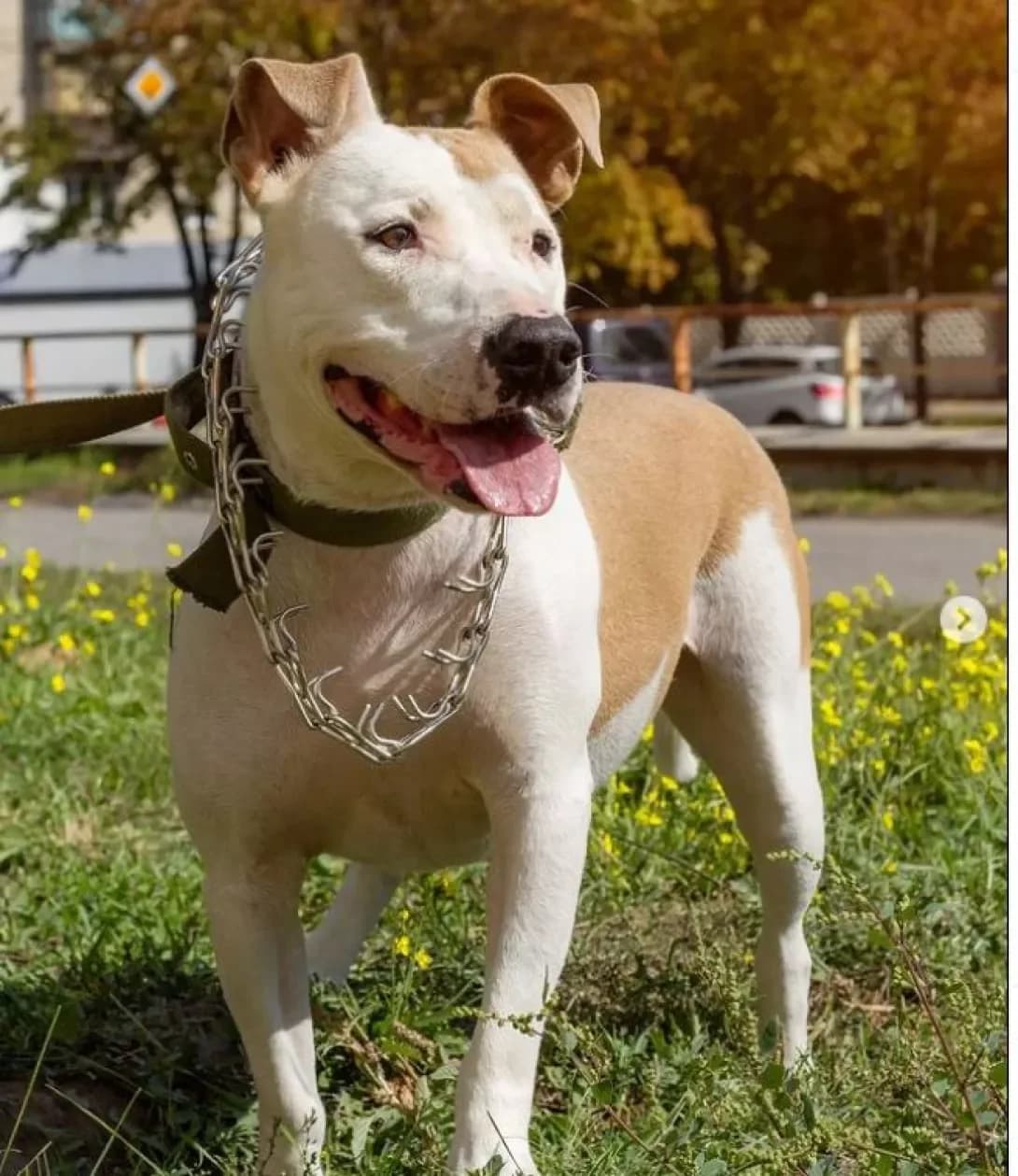 Marusya (Маруся), female senior Mixed Breed for adoption at Happy Paw Dnipro