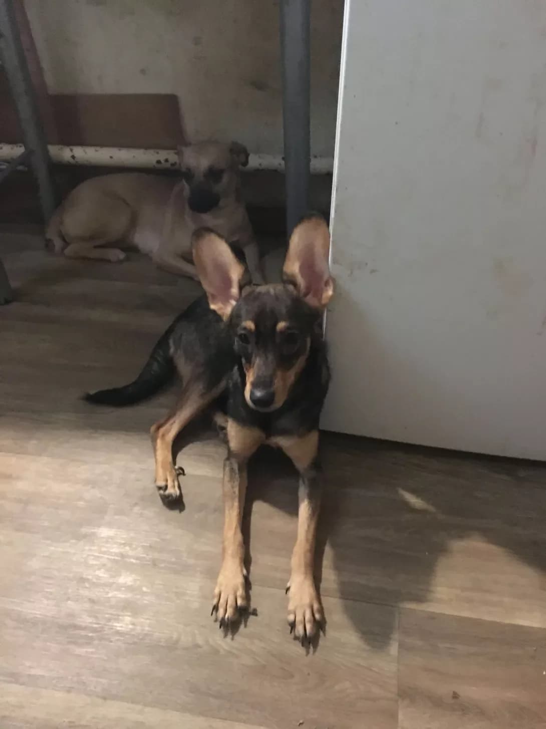 Zlata (Злата), female 4yo Mixed Breed for adoption at Happy Paw Odesa