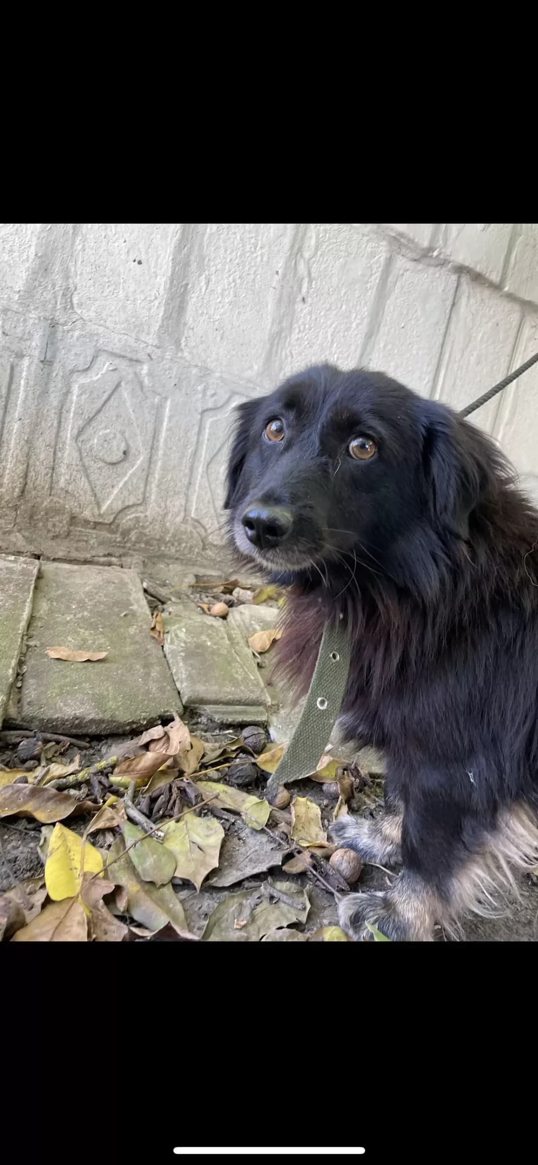 Toshka (Тошка), Mixed Breed (Happy Paw Dnipro)
