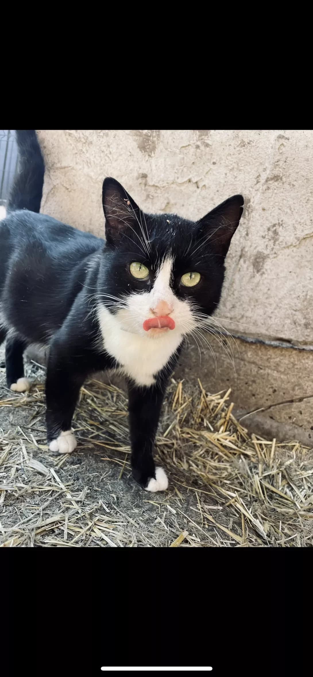 Dzhambo (Джамбо), male 4yo Mixed Breed for adoption at Happy Paw Dnipro