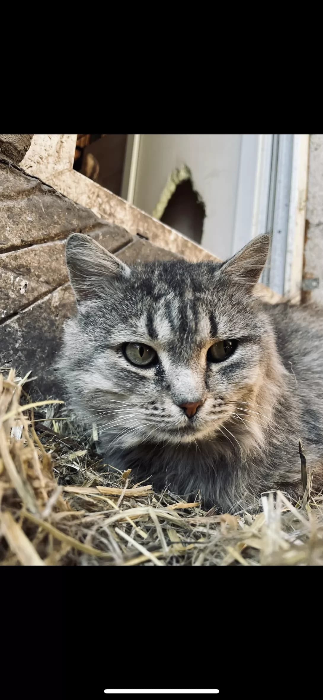 Mavka (Мавка), female 4yo Mixed Breed for adoption at Happy Paw Dnipro