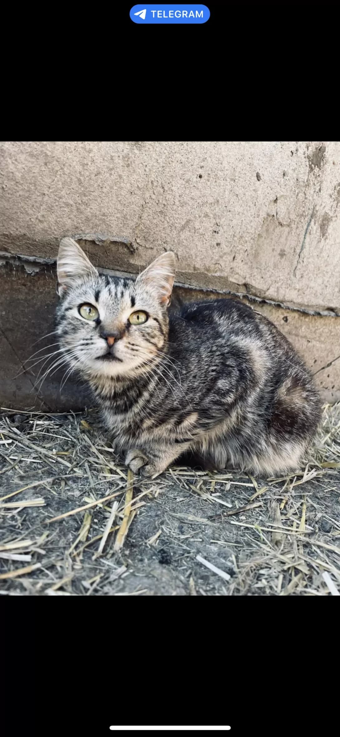 Mash (Маш), male 6yo Mixed Breed for adoption at Happy Paw Dnipro