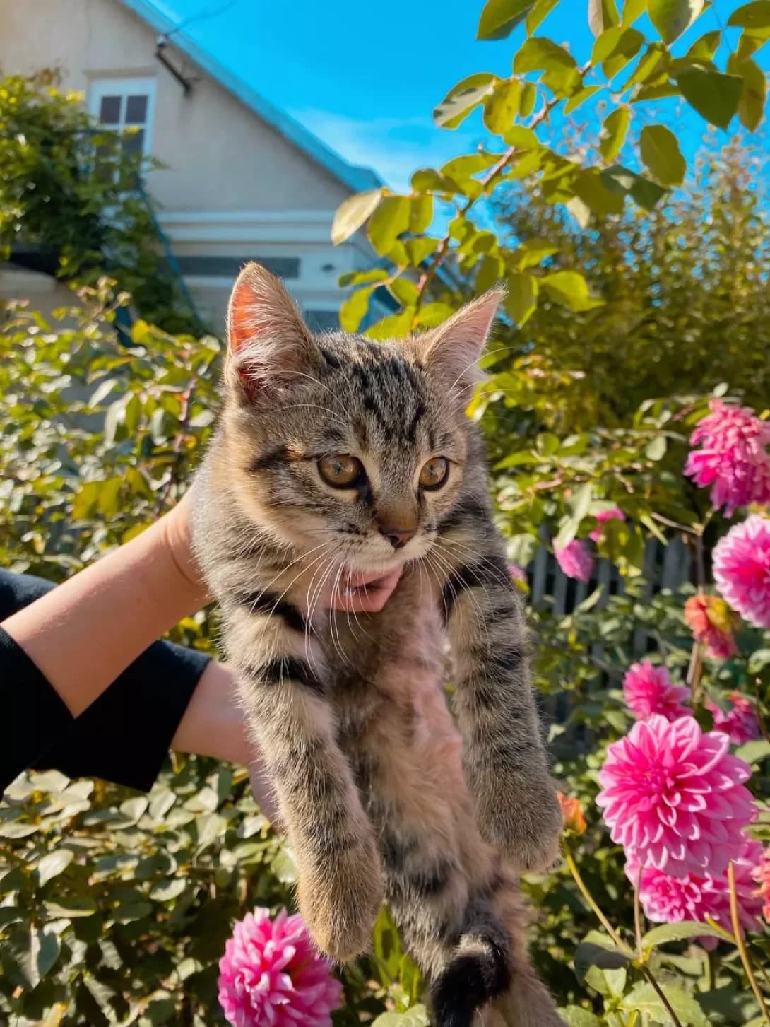 Betti (Бетті), female 3yo Mixed Breed for adoption at Happy Paw Ternopil Oblast