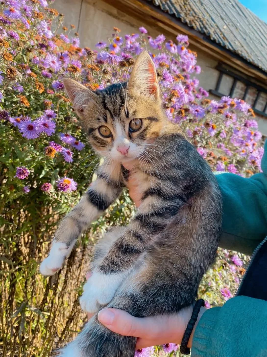 Nayk (Найк), male 3yo Mixed Breed for adoption at Happy Paw Ternopil Oblast