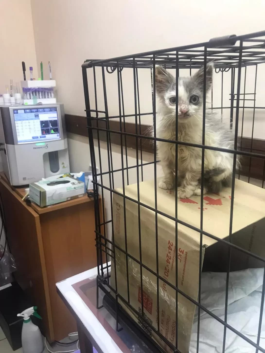 Sonya (Соня), female 3yo Mixed Breed for adoption at Happy Paw Khmelnytskyi Oblast