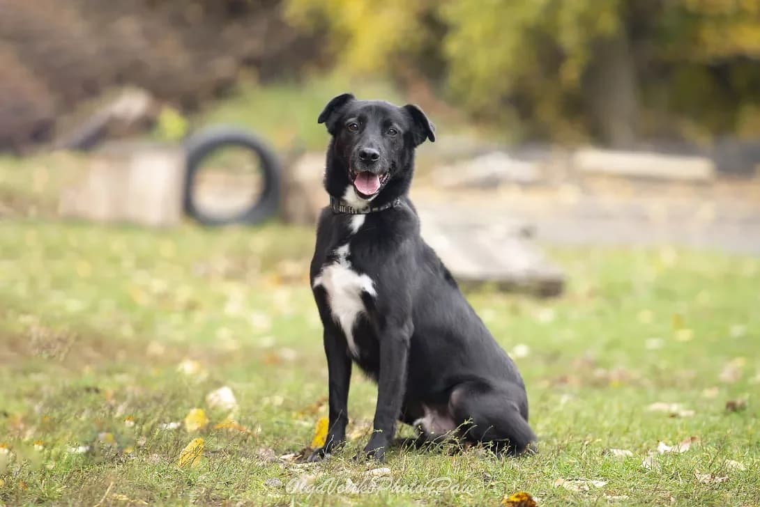Mateo (Матео), Mixed Breed (Happy Paw Kyiv Oblast)