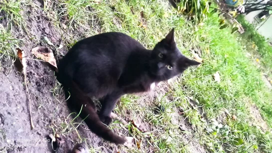 Bigimot (Бігімот), Mixed Breed (Happy Paw Kyiv Oblast)