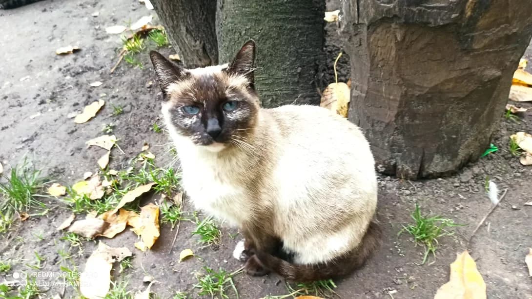 Krasunya (Красуня), Mixed Breed (Happy Paw Kyiv Oblast)
