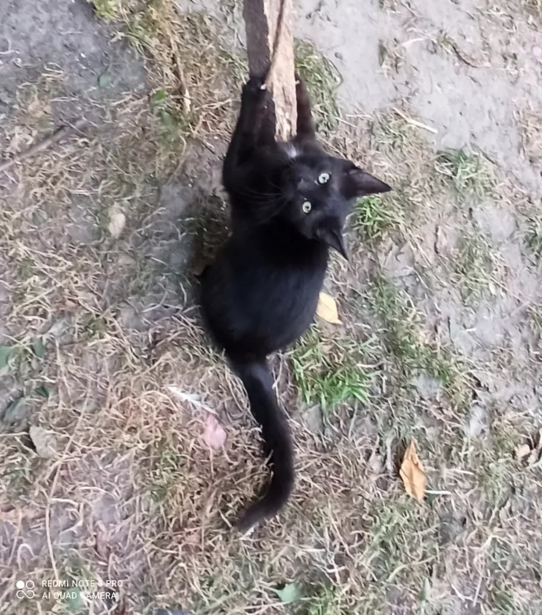 Bigimotik (Бігімотік), Mixed Breed (Happy Paw Kyiv Oblast)