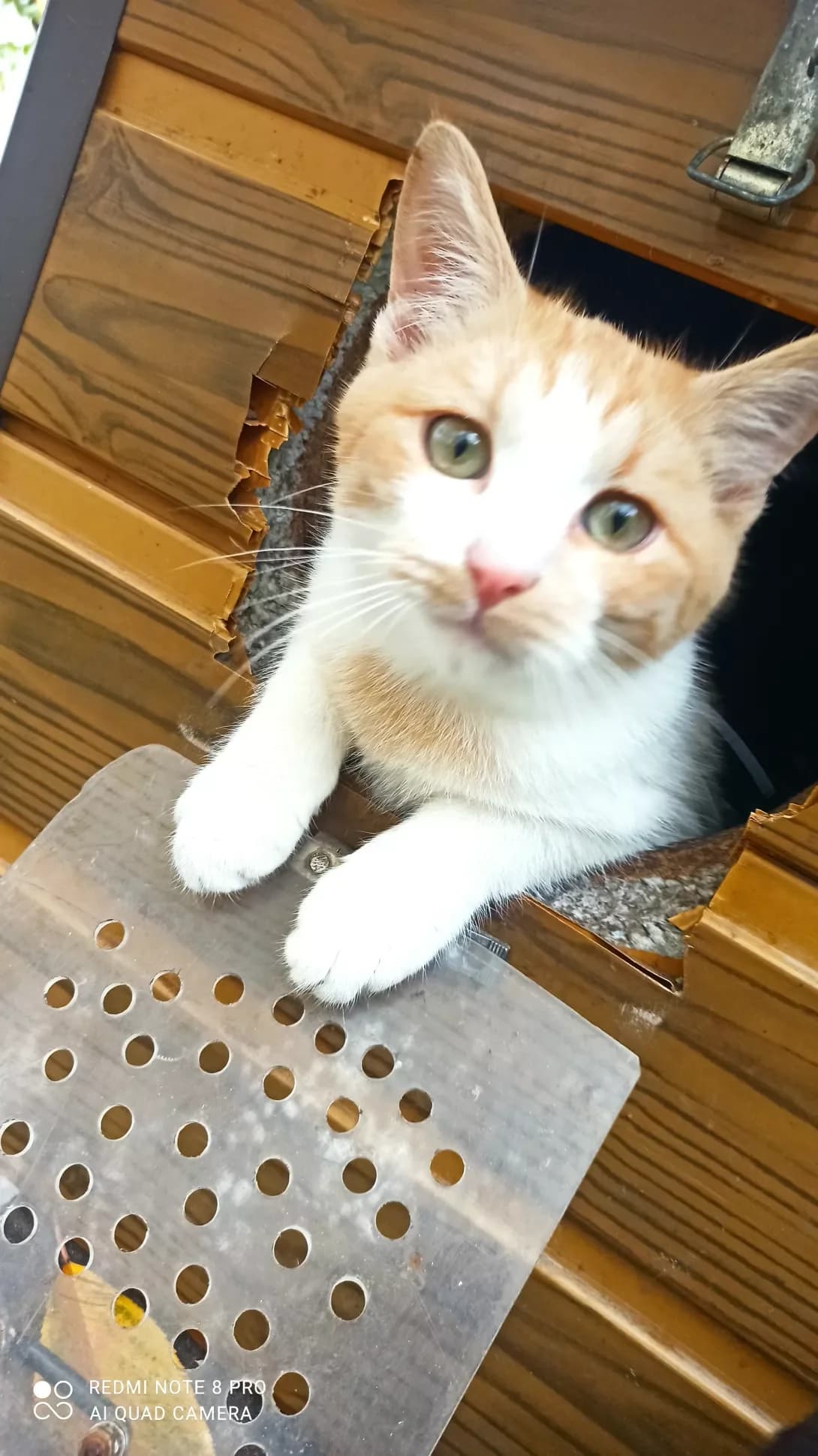 Tikovka (Тиковка), Mixed Breed (Happy Paw Kyiv Oblast)