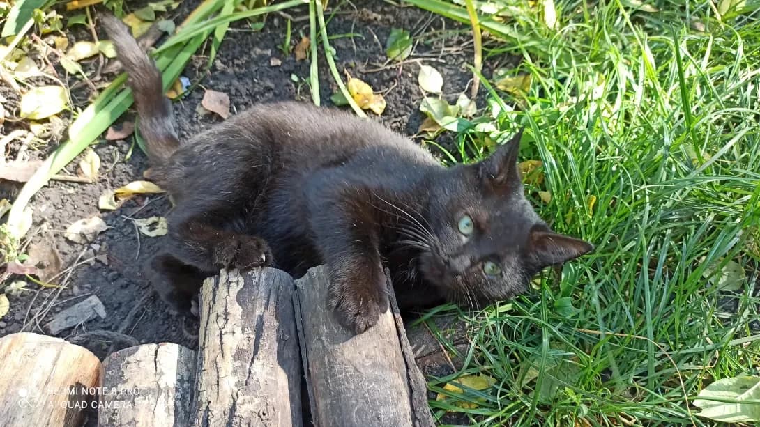 Snyezhok (Снєжок), Mixed Breed (Happy Paw Kyiv Oblast)