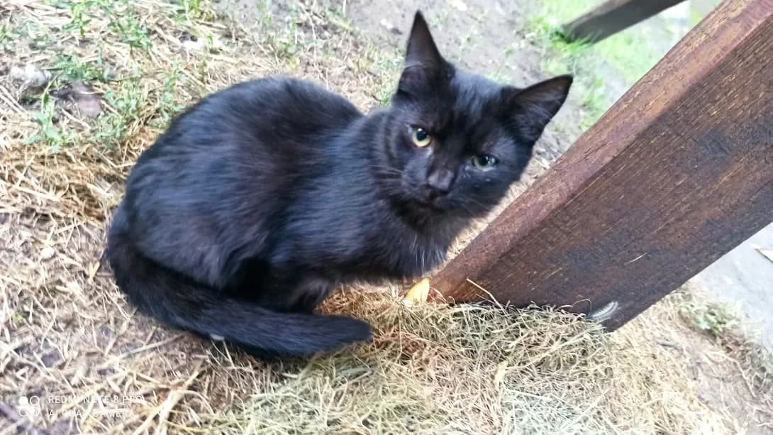 Agatik (Агатік), Mixed Breed (Happy Paw Kyiv Oblast)
