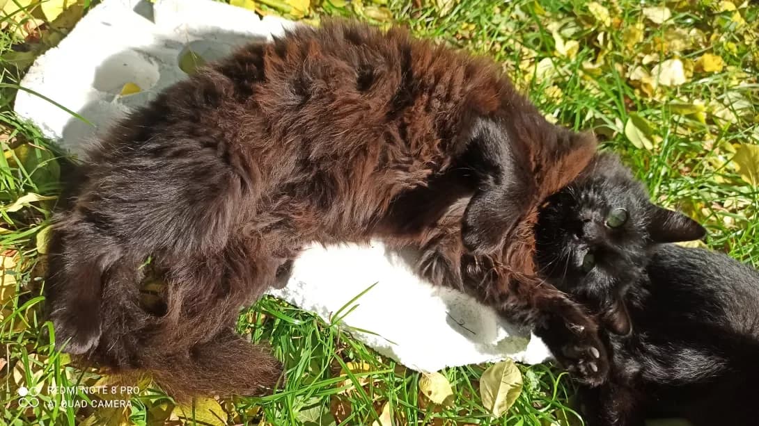 Nafanka (Нафанька), Mixed Breed (Happy Paw Kyiv Oblast)