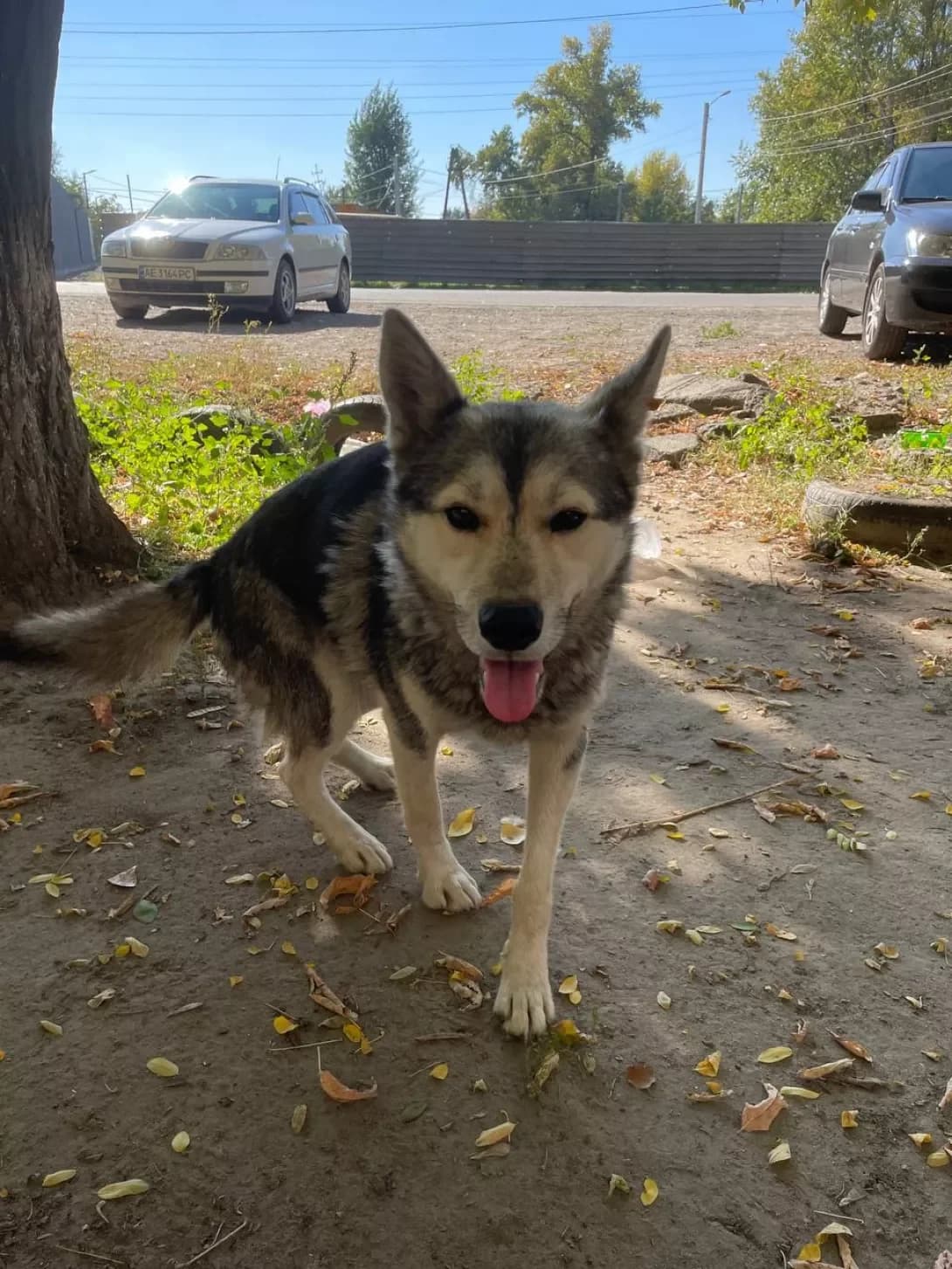 Yizhachok (Їжачок), Mixed Breed (Happy Paw Dnipro)