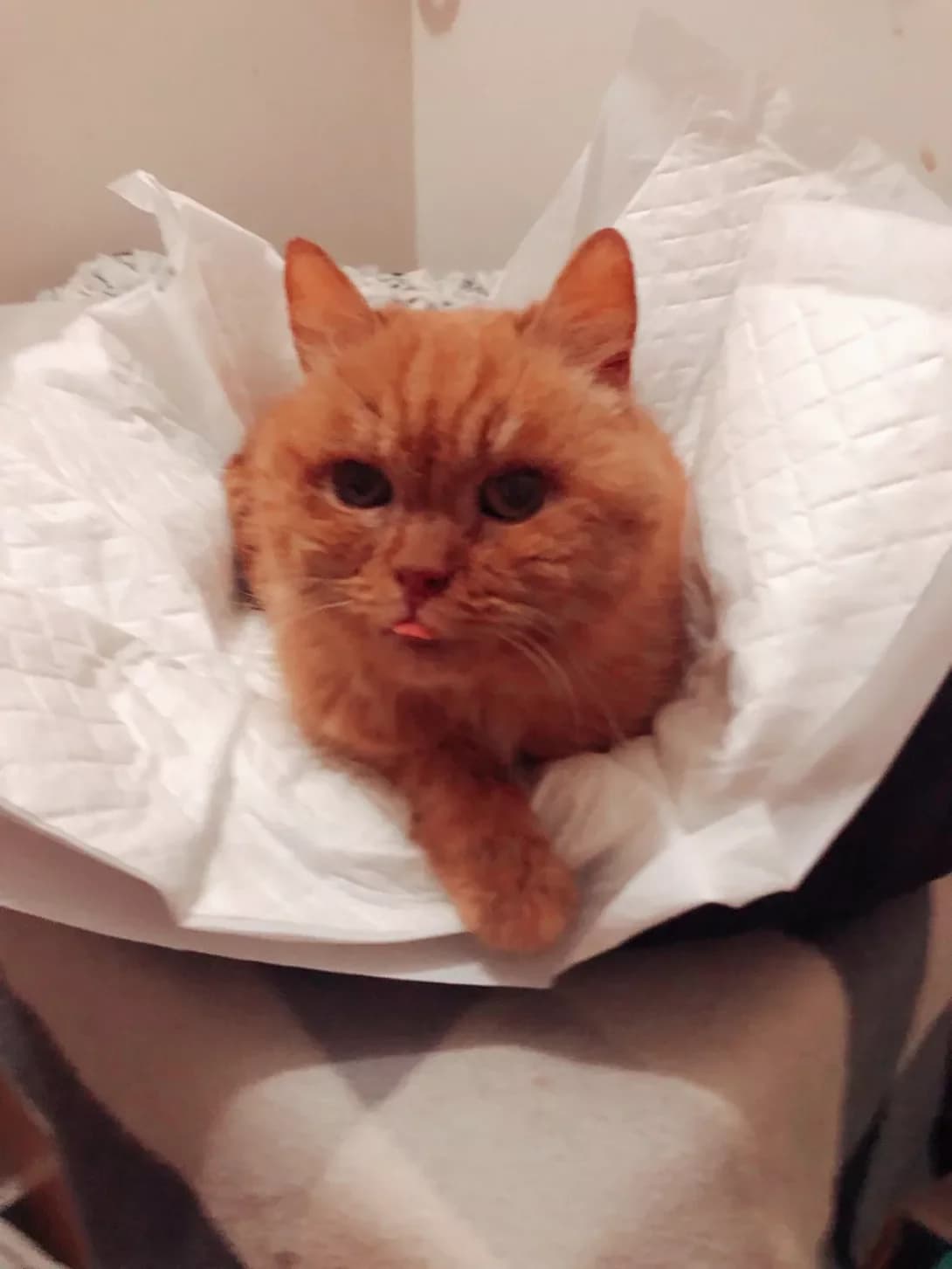 Rizhulya (Рижуля), female senior Mixed Breed for adoption at Happy Paw Odesa