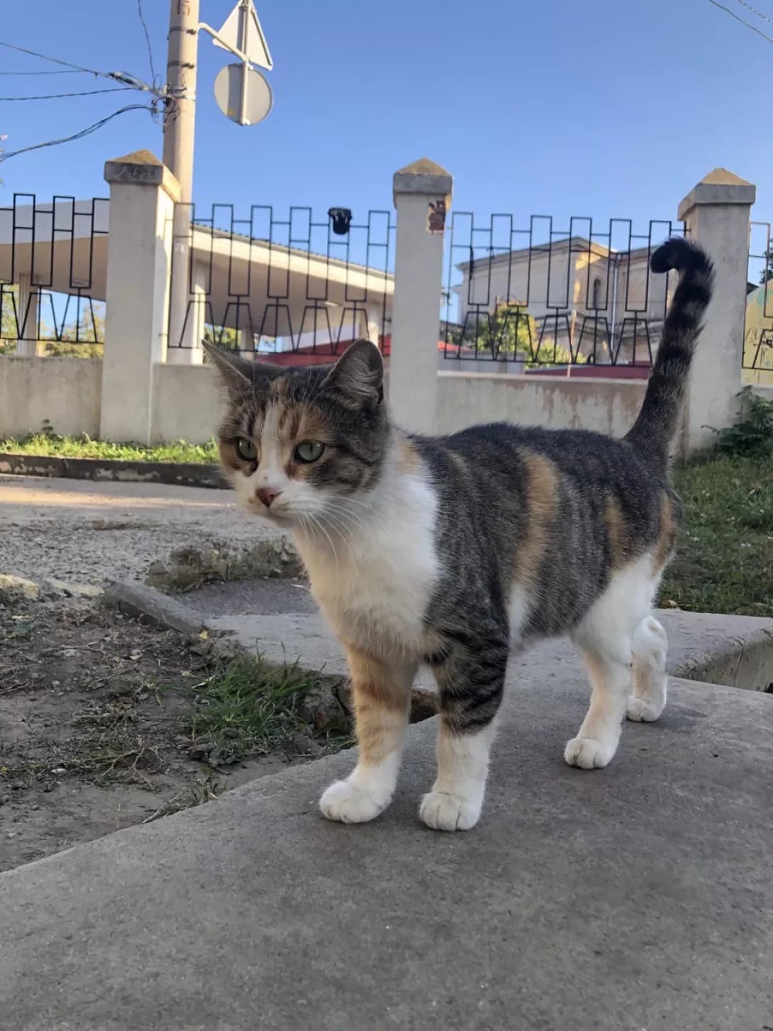 Musya (Муся), female 5yo Mixed Breed for adoption at Happy Paw Odesa