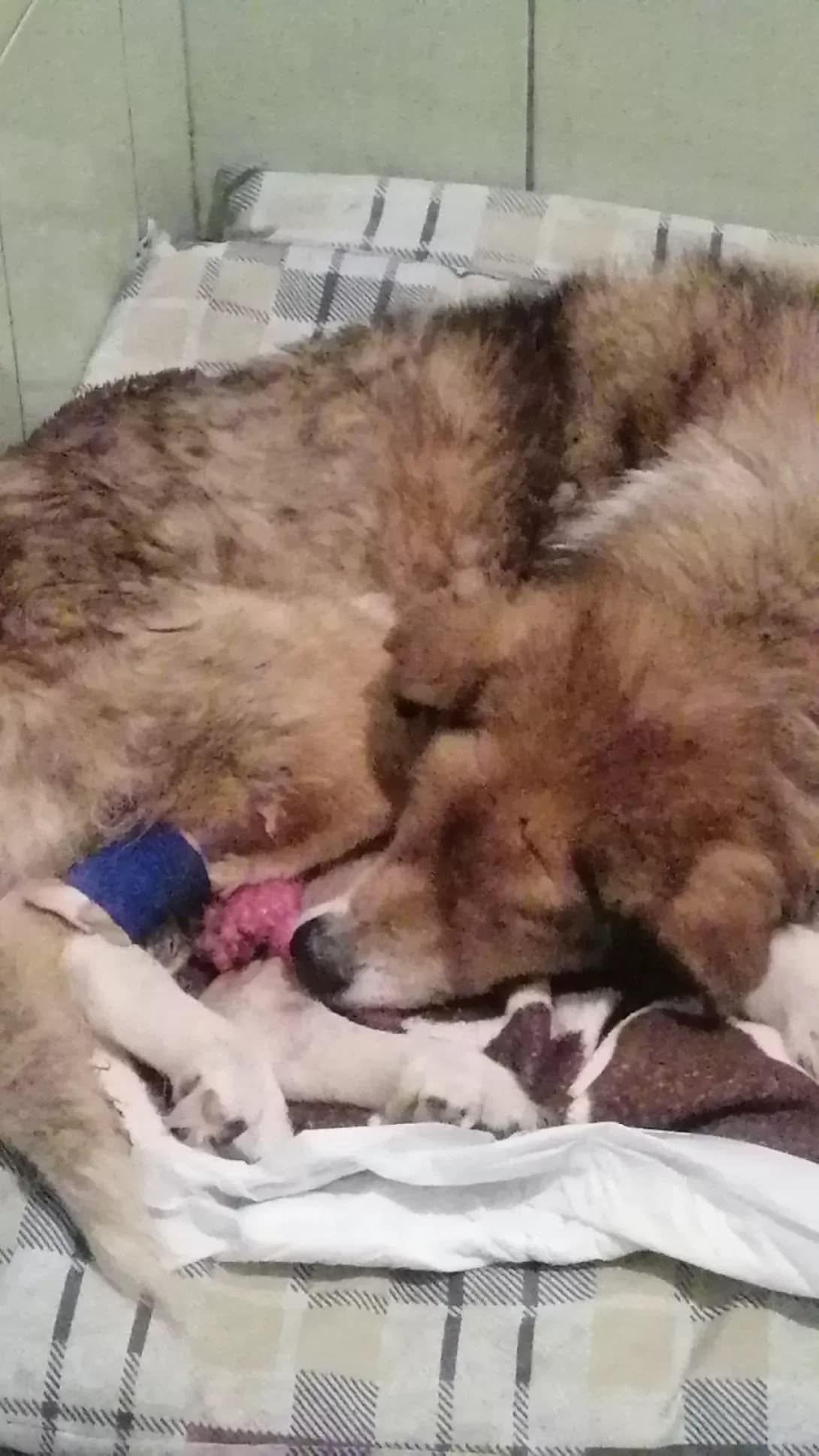 Mazay (Мазай), male senior Mixed Breed for adoption at Happy Paw Zaporizhzhia