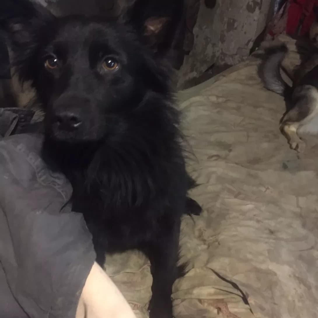 Manya (Маня), Mixed Breed (Happy Paw Kyiv Oblast)