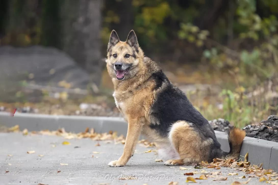 Grom (Гром), Mixed Breed (Happy Paw Kyiv Oblast)