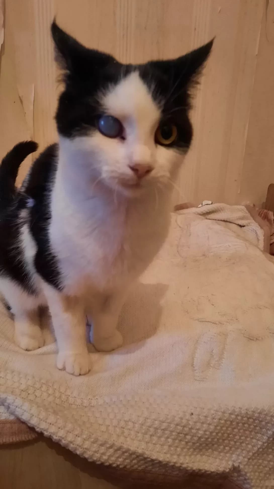 Syenya (Сєня), Mixed Breed (Happy Paw Kyiv Oblast)
