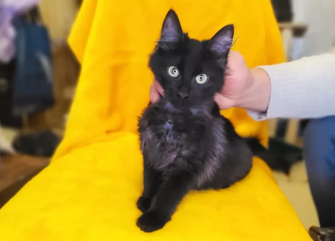 Kuzya (Кузя), male young Mixed Breed for adoption at Happy Paw Kyiv