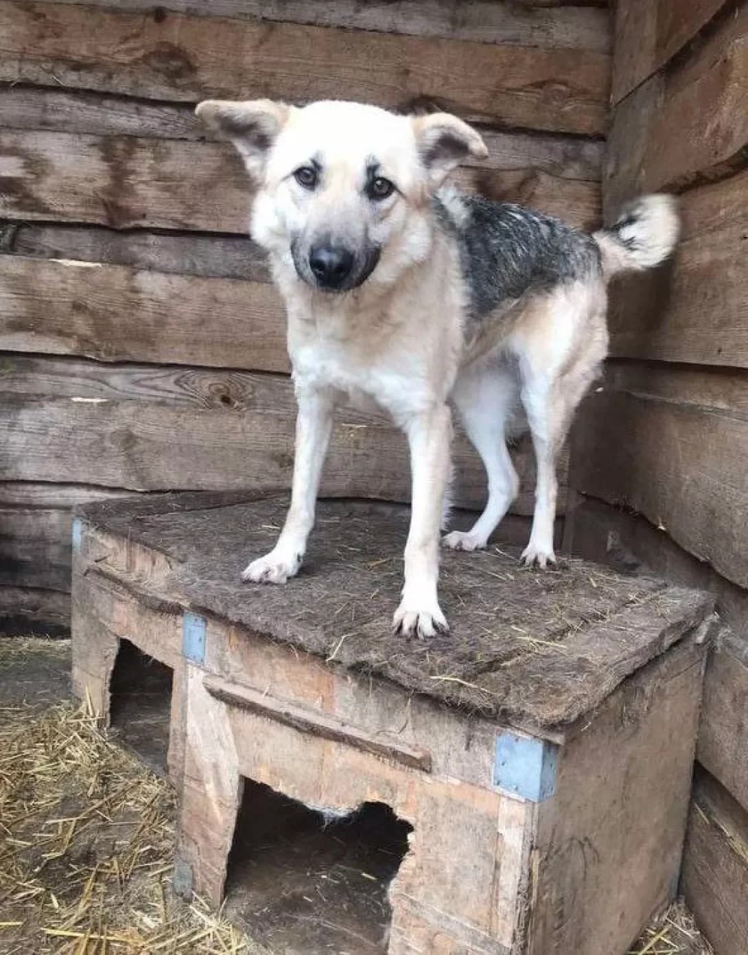 Zara (Зара), Mixed Breed (Happy Paw Dnipro)