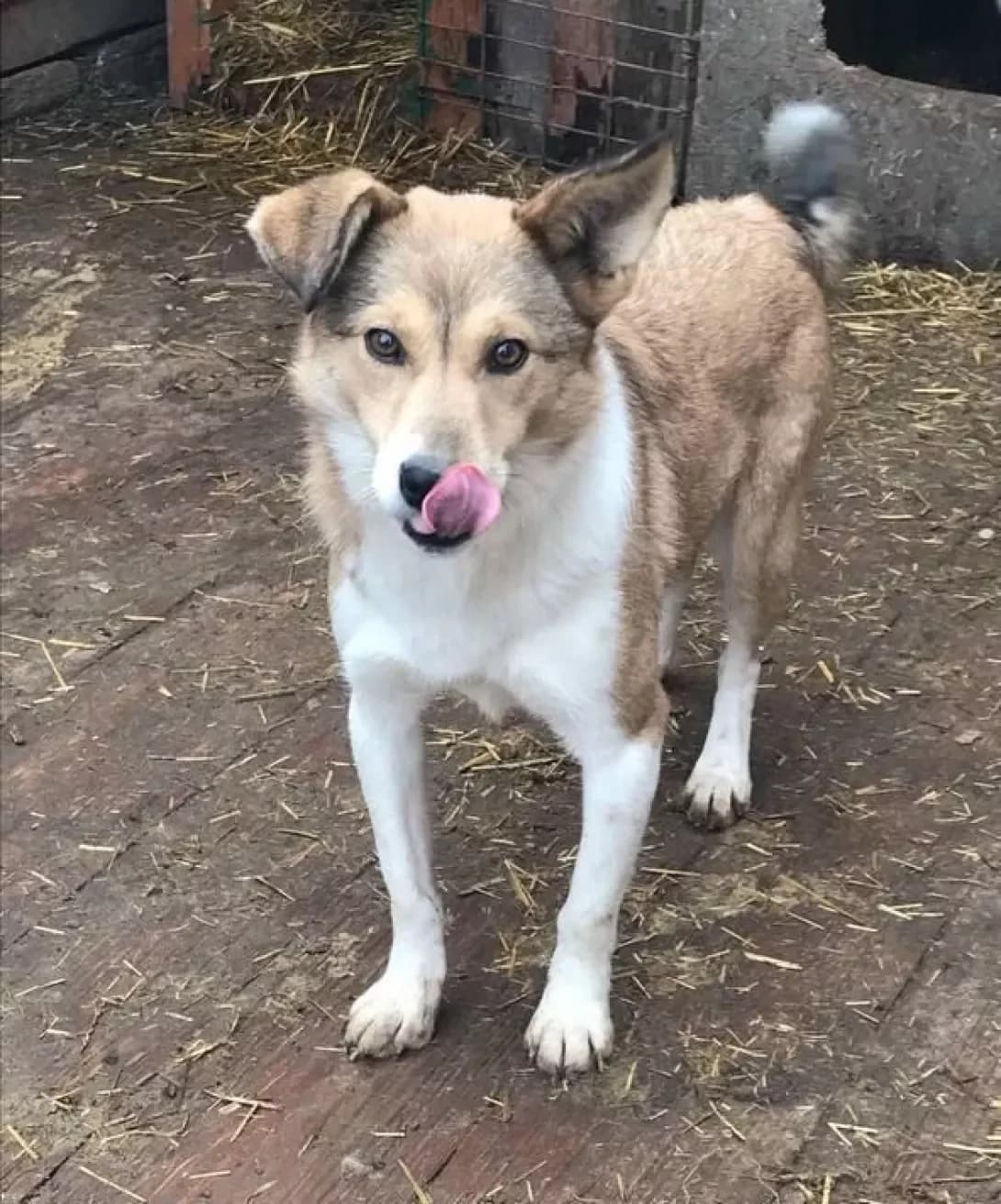 Alisa (Аліса), Mixed Breed (Happy Paw Dnipro)