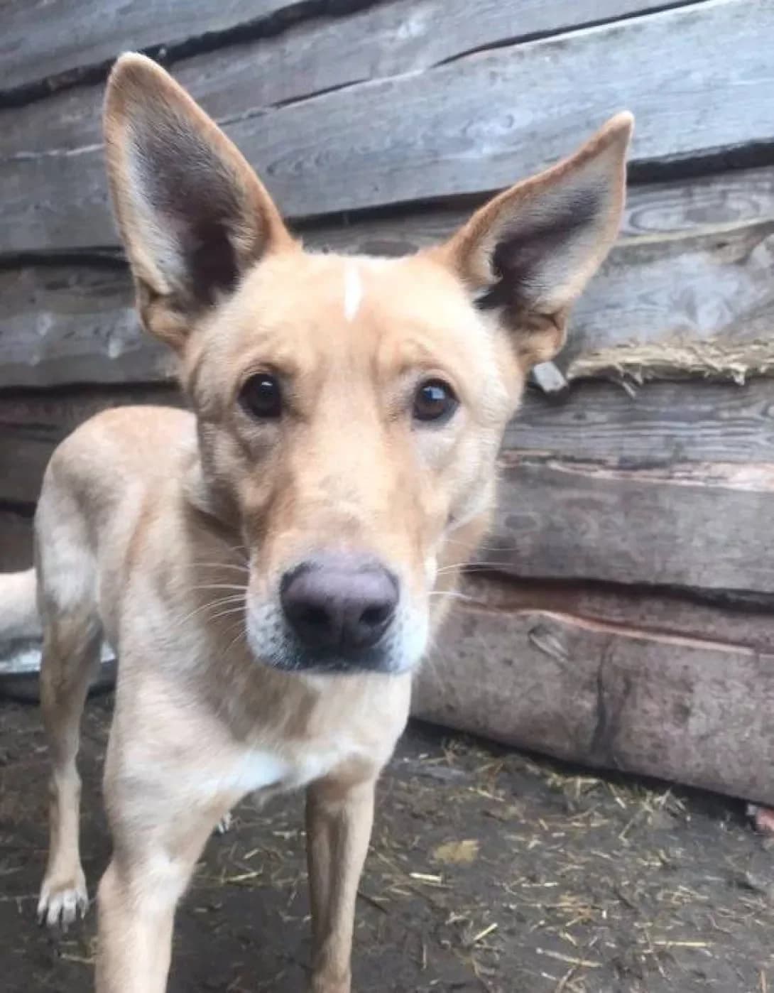 Perchik (Перчик), Mixed Breed (Happy Paw Dnipro)