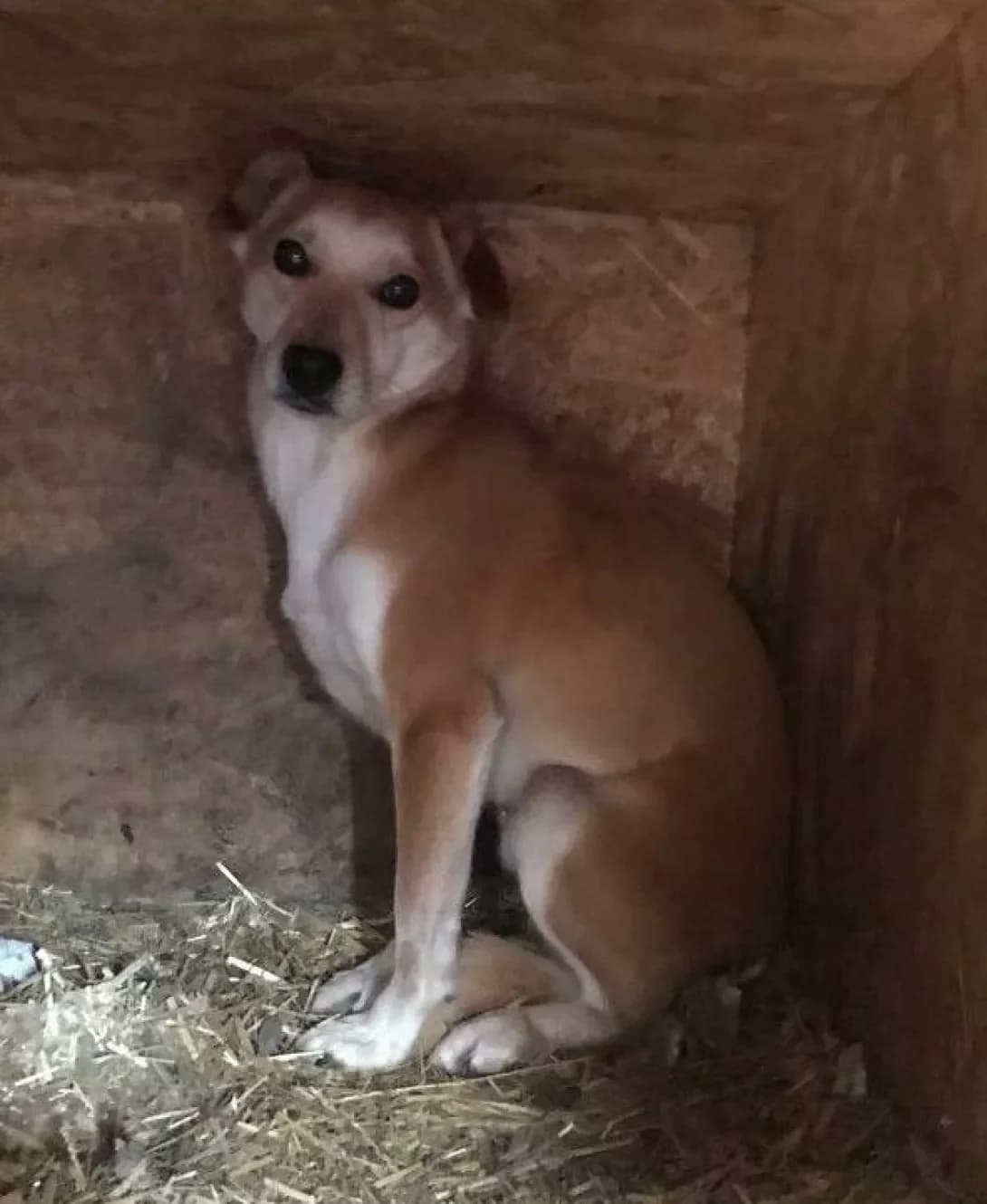Terri (Террi), Mixed Breed (Happy Paw Dnipro)