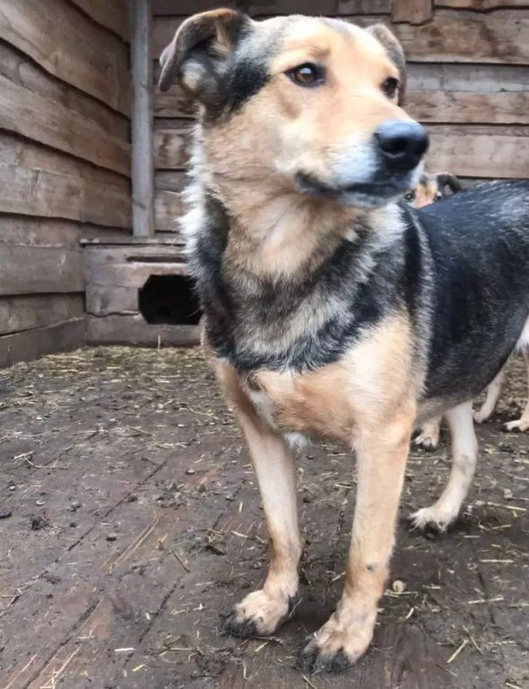 Dzhuliya (Джулiя), female 7yo Mixed Breed for adoption at Happy Paw Dnipro