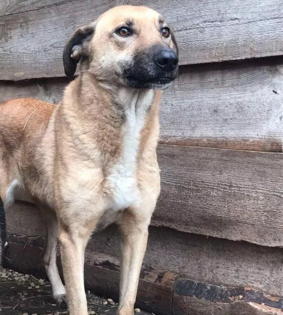 Rudik (Рудiк), Mixed Breed (Happy Paw Dnipro)