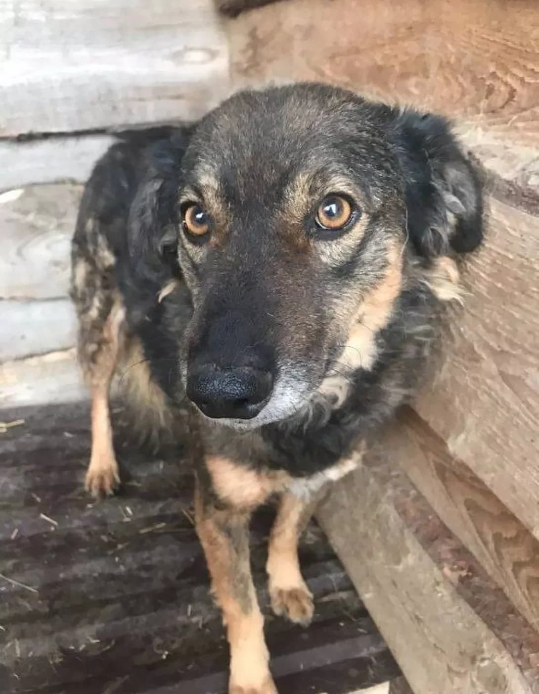 Mushanya (Мушаня), female senior Mixed Breed for adoption at Happy Paw Dnipro