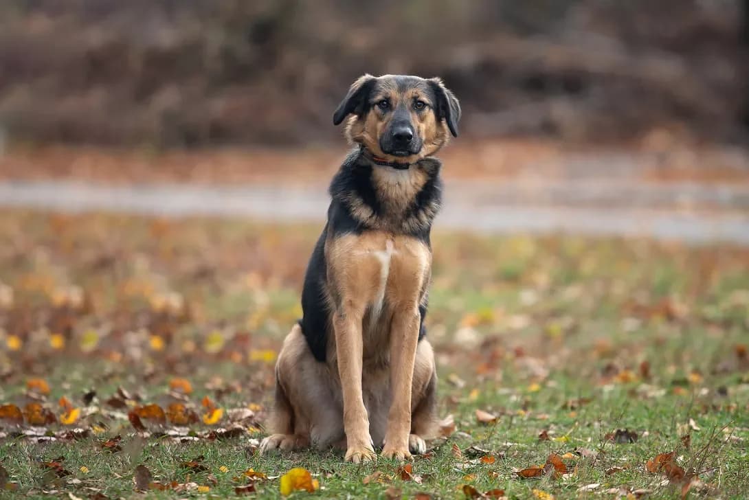 Kayzer (Кайзер), Mixed Breed (Happy Paw Kyiv Oblast)