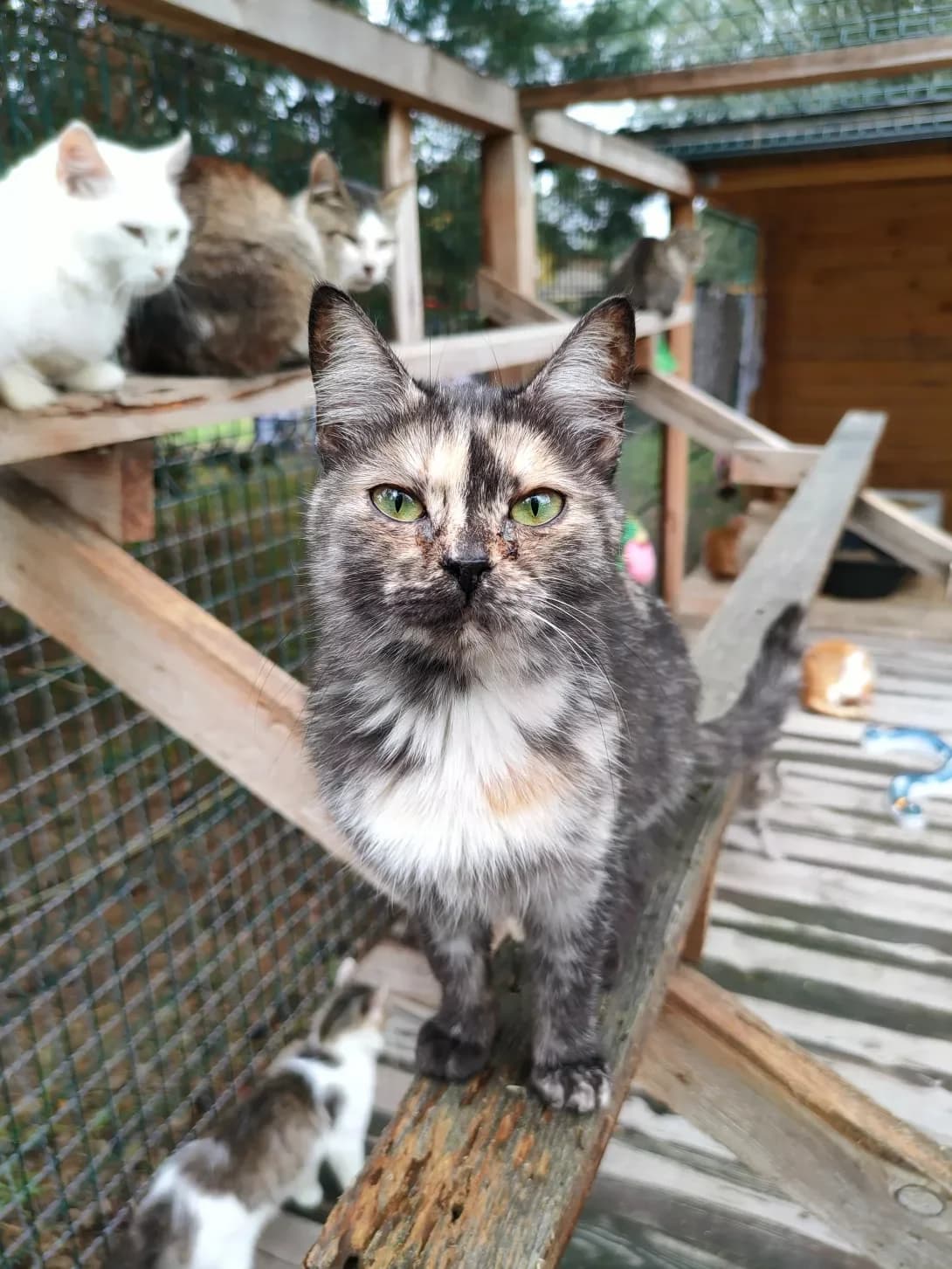 Betti (Бетті), Mixed Breed (Happy Paw Kyiv Oblast)