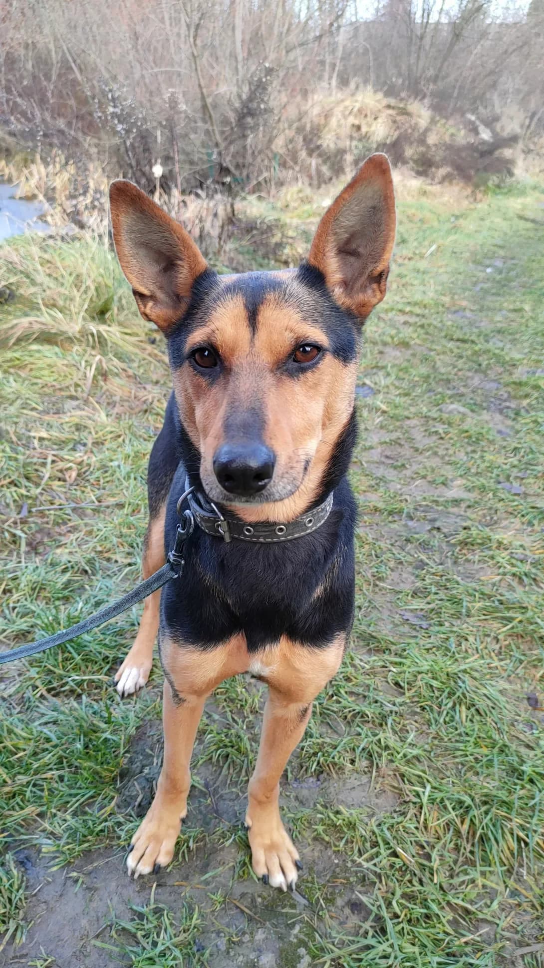 Dzhina (Джина), female 6yo Mixed Breed for adoption at Happy Paw Lviv