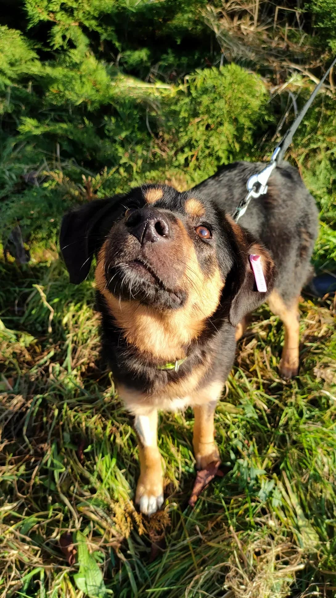 Tesla (Тесла), female 4yo Mixed Breed for adoption at Happy Paw Lviv