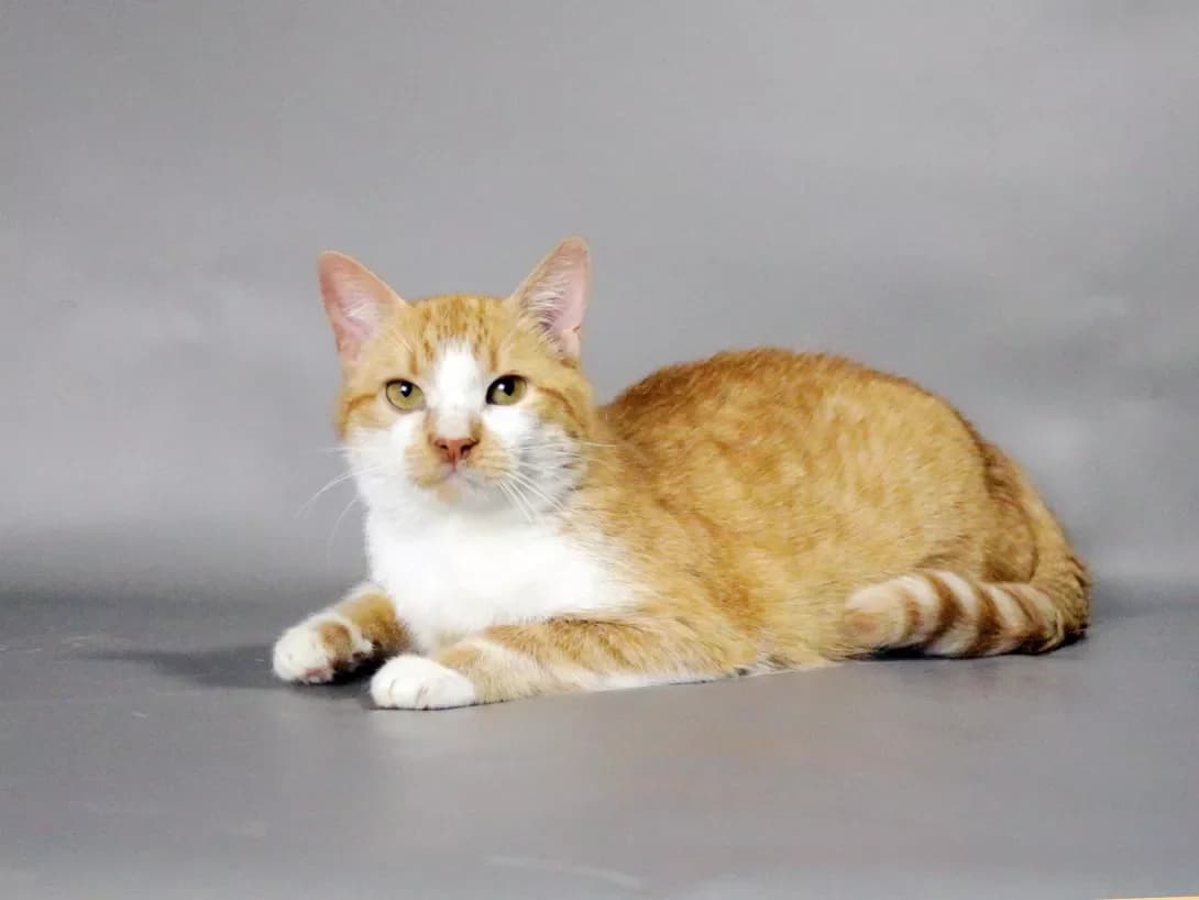Tor (Тор), male 5yo Mixed Breed for adoption at Happy Paw Kyiv