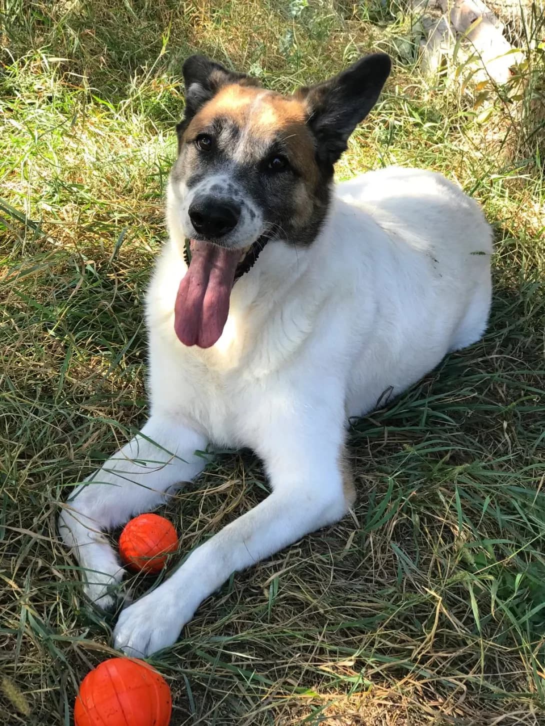 Timoti (Тімоті), Mixed Breed (Happy Paw Kyiv Oblast)