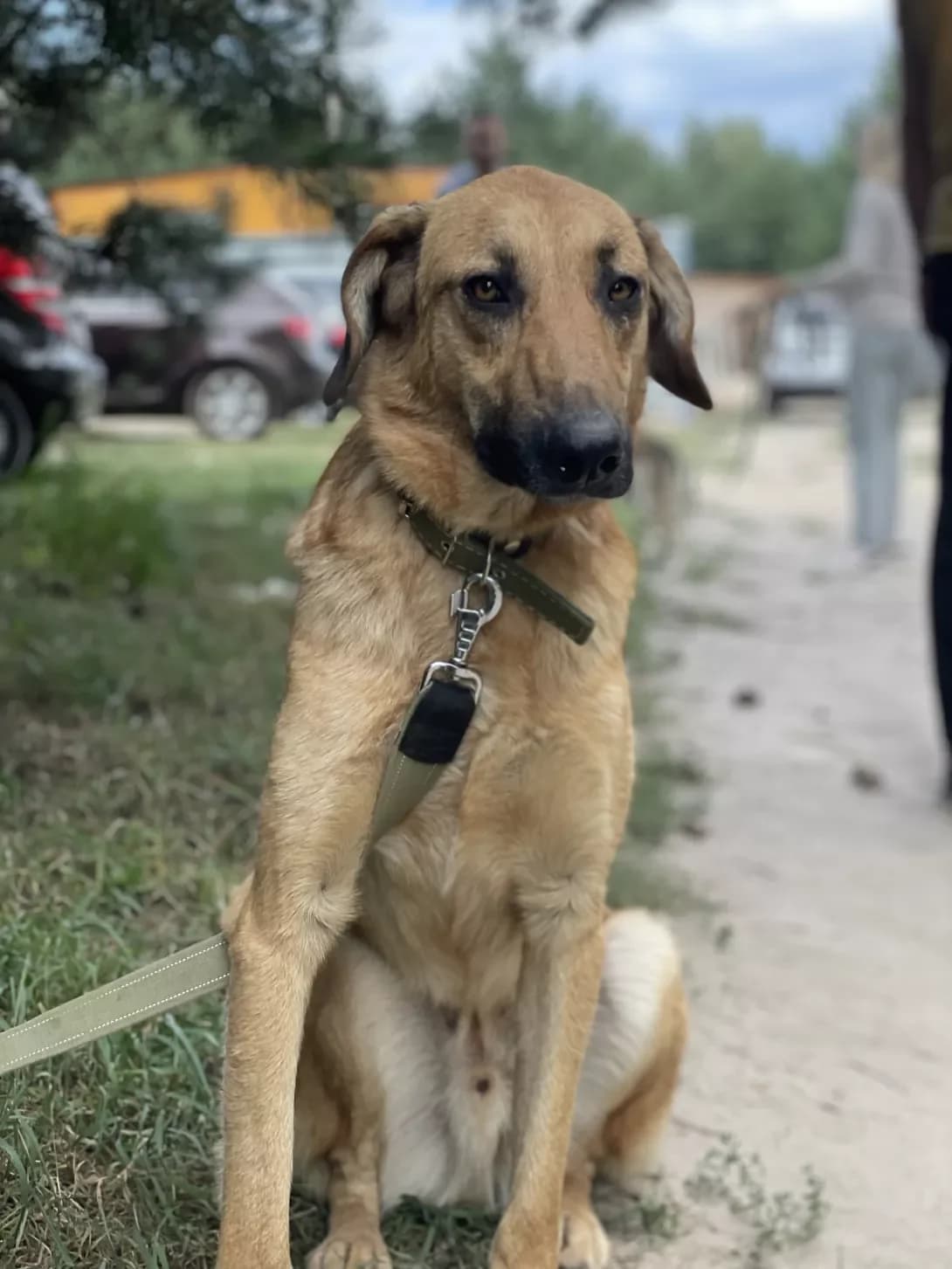 Skubi-Du (Скубі-Ду), Mixed Breed (Happy Paw Kyiv Oblast)