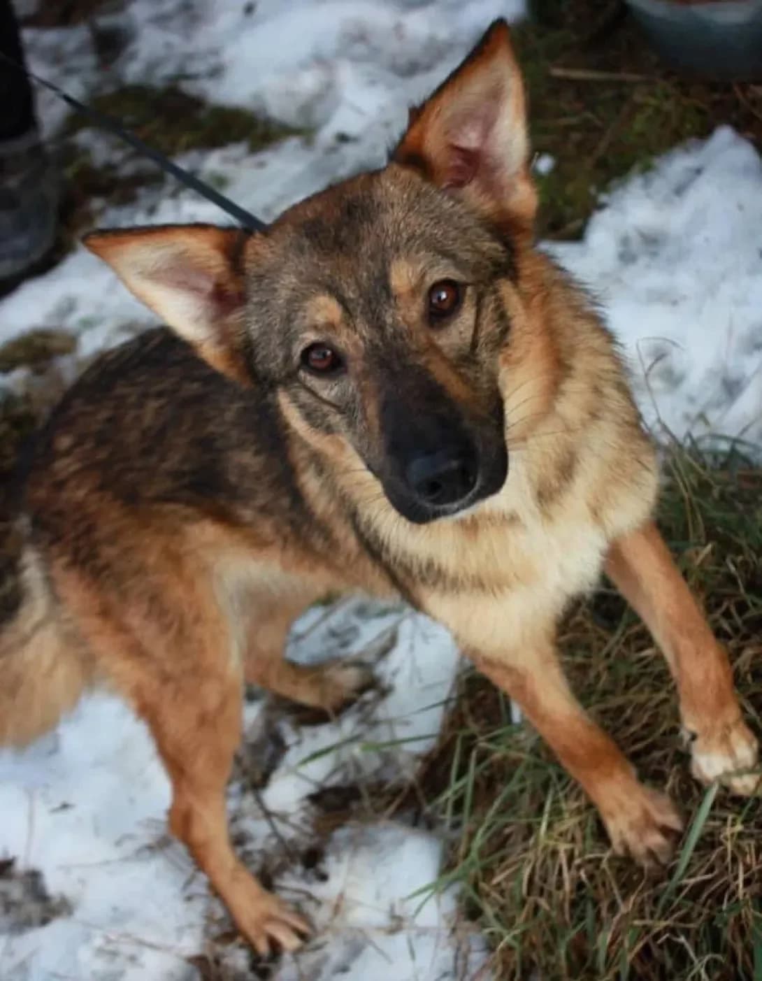 Liana (Ліана), Mixed Breed (Happy Paw Kyiv Oblast)