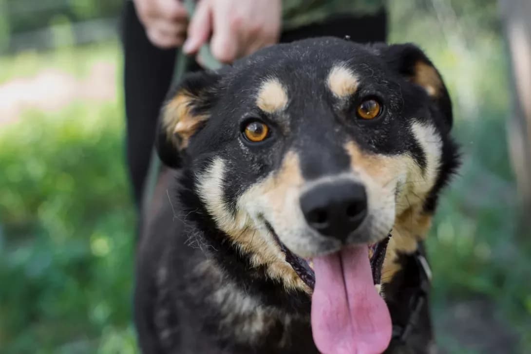 Bumer (Бумер), Mixed Breed (Happy Paw Kyiv Oblast)