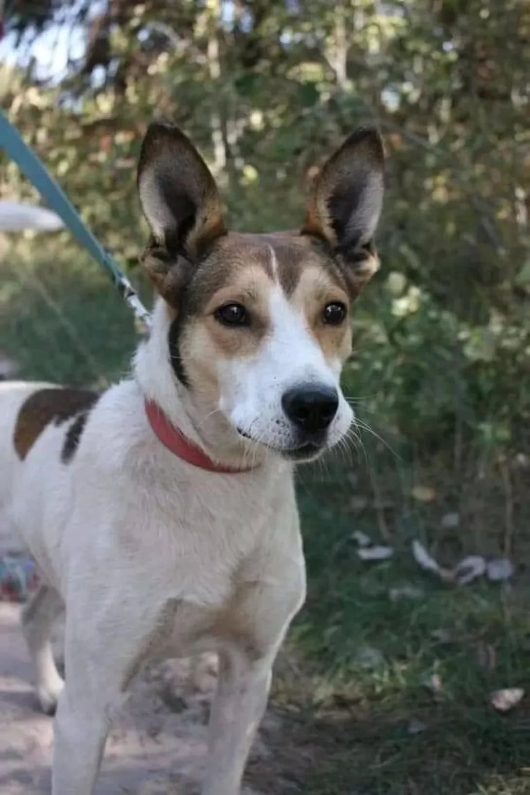 Reks (Рекс), Mixed Breed (Happy Paw Kyiv Oblast)