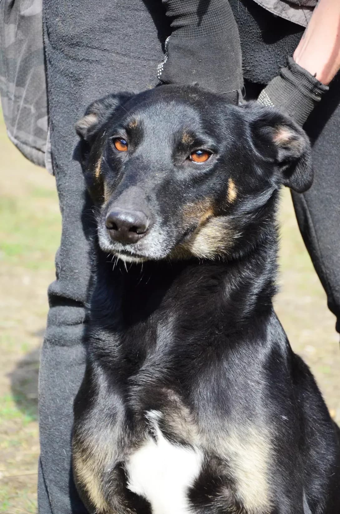 Nayk (Найк), Mixed Breed (Happy Paw Kyiv Oblast)