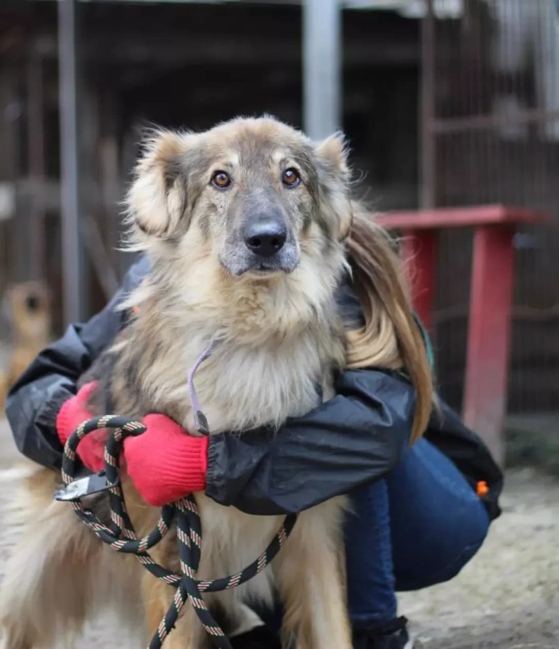 Barbos (Барбос), male senior Mixed Breed for adoption at Happy Paw Kyiv Oblast