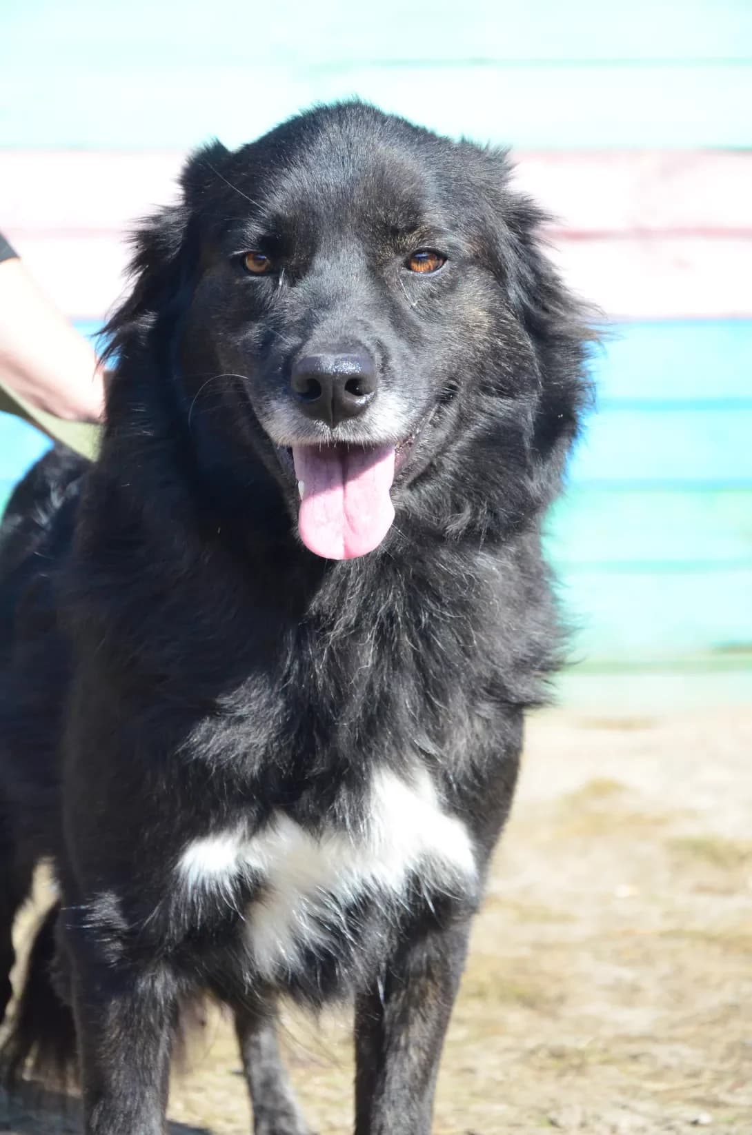 Nona (Нона), female 7yo Mixed Breed for adoption at Happy Paw Kyiv Oblast