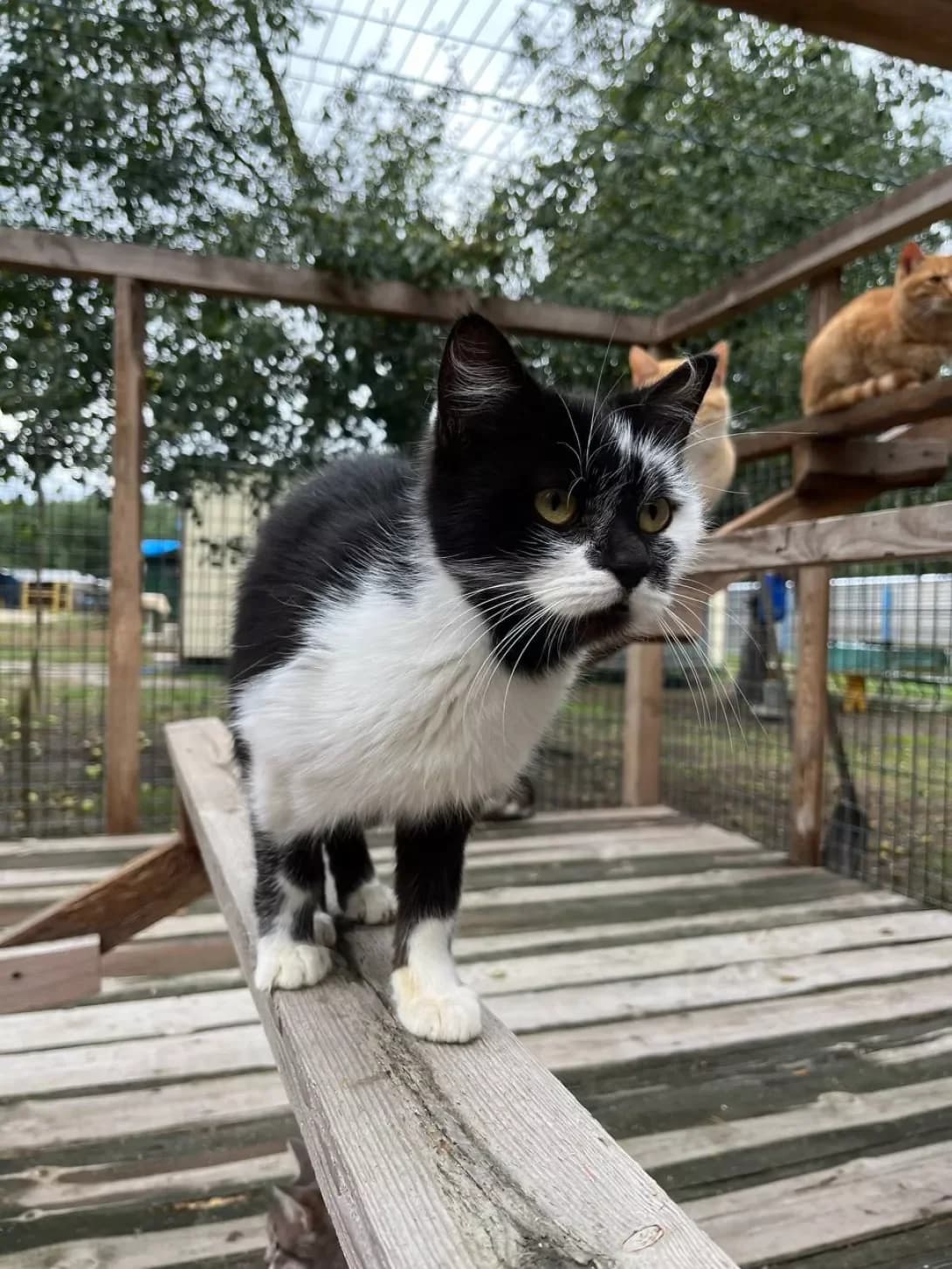Syuzi (Сьюзі), Mixed Breed (Happy Paw Kyiv Oblast)