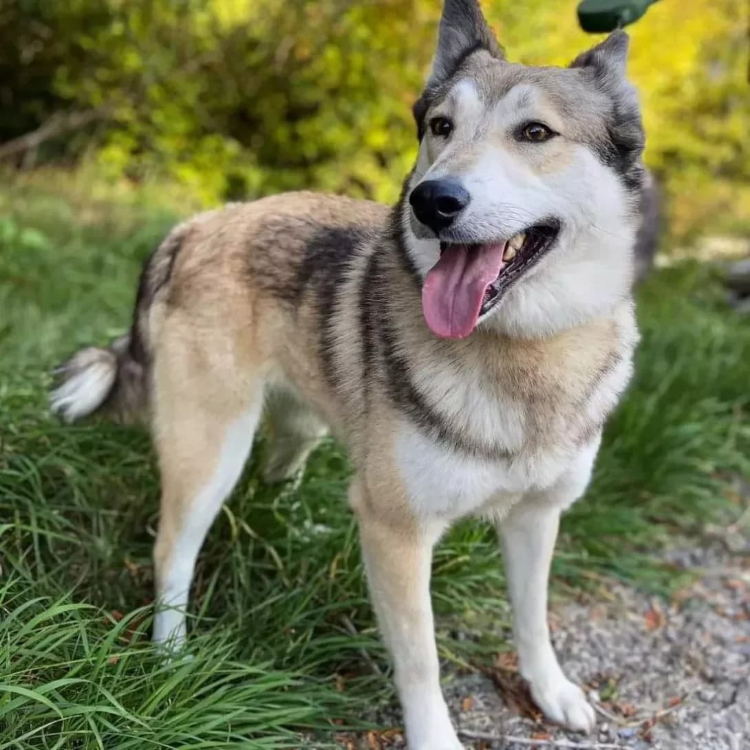Gloriya (Глорія), female 6yo Mixed Breed for adoption at Happy Paw Lviv