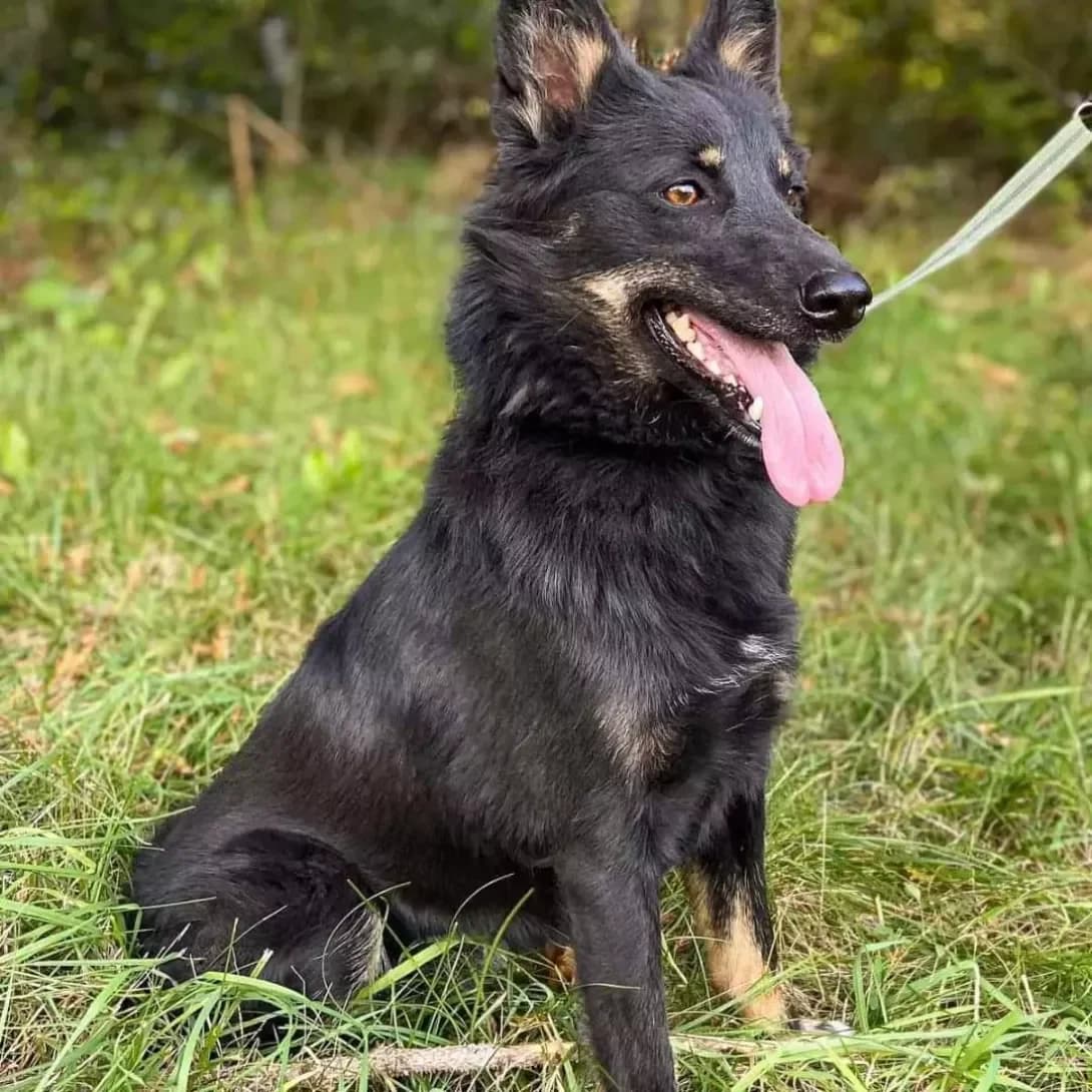 Blekki (Блеккі), female 4yo Mixed Breed for adoption at Happy Paw Lviv